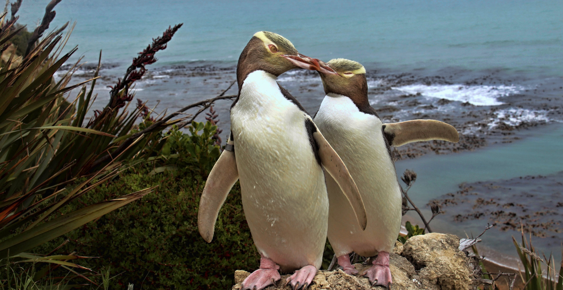 Yellow-Eyed Penguins, New Zealand - Off The Beaten Path