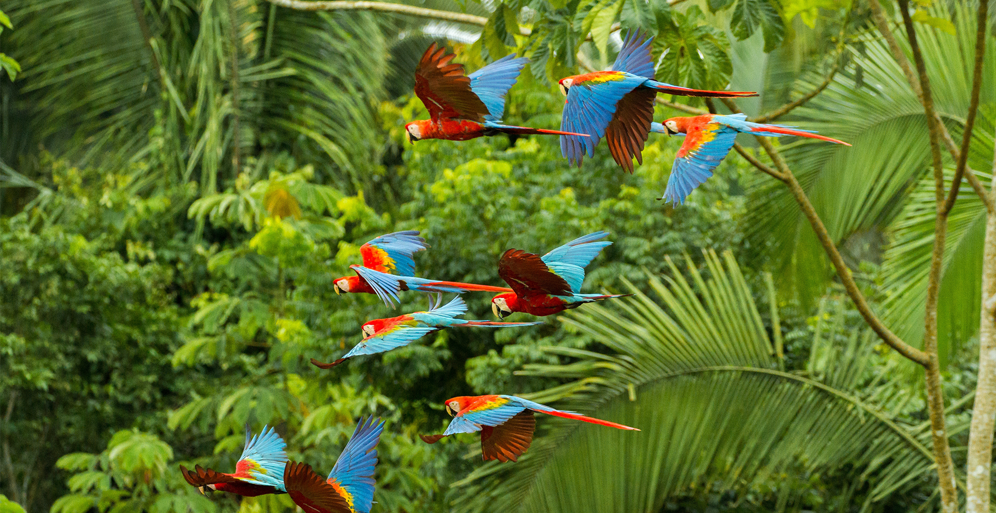 Scarlet Macaws