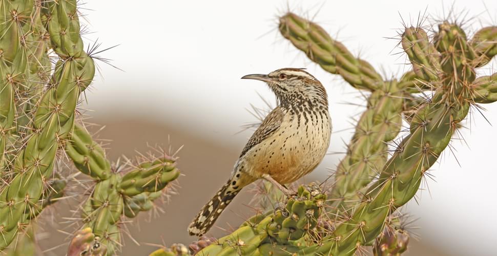 big-bend-bird-sitting-cactus - Off the Beaten Path