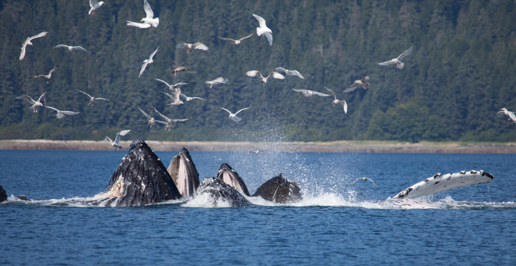 whales-in-alaska-off-the-beaten-path