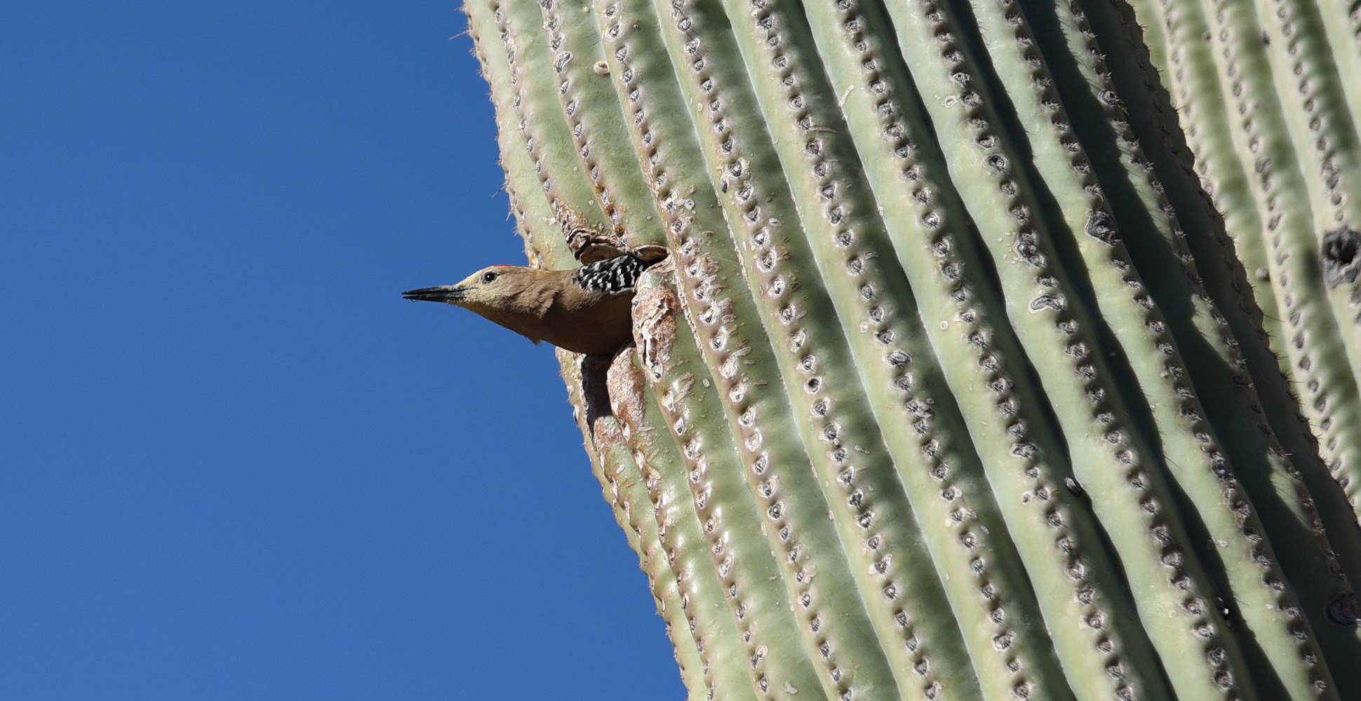 Gila Woodpecker in Saguaro National Park - Off the Beaten Path