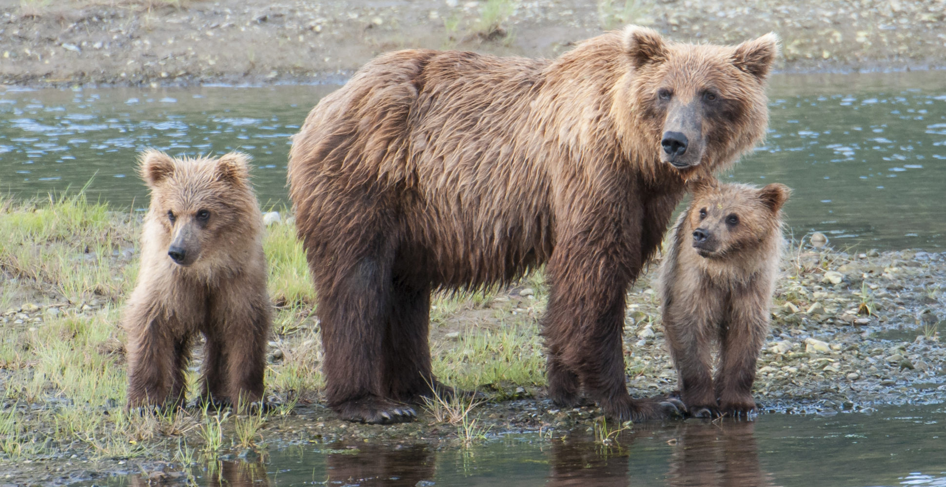 Alaskan Brown Bear